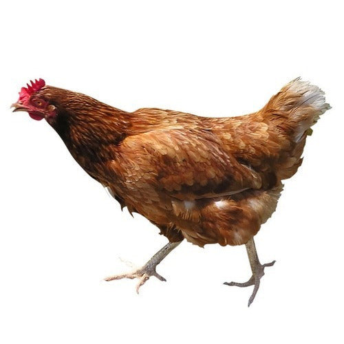 ನಾಟಿ ಕೋಳಿ (Country Chicken)