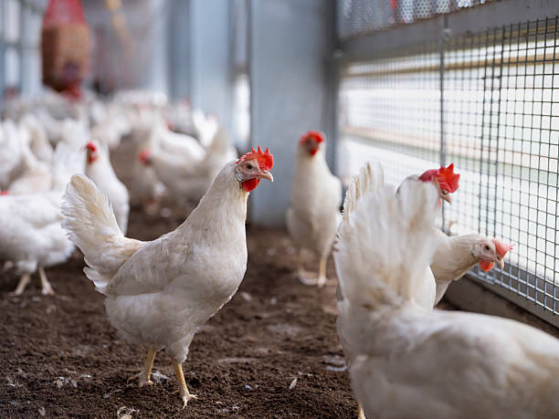 BROILER CHICKEN - Ready Chicken (ಬ್ರಾಯ್ಲರ್ ಕೋಳಿ) - ಬ್ರಾಯ್ಲರ್ ಚಿಕನ್ - ರೆಡಿ ಚಿಕನ್