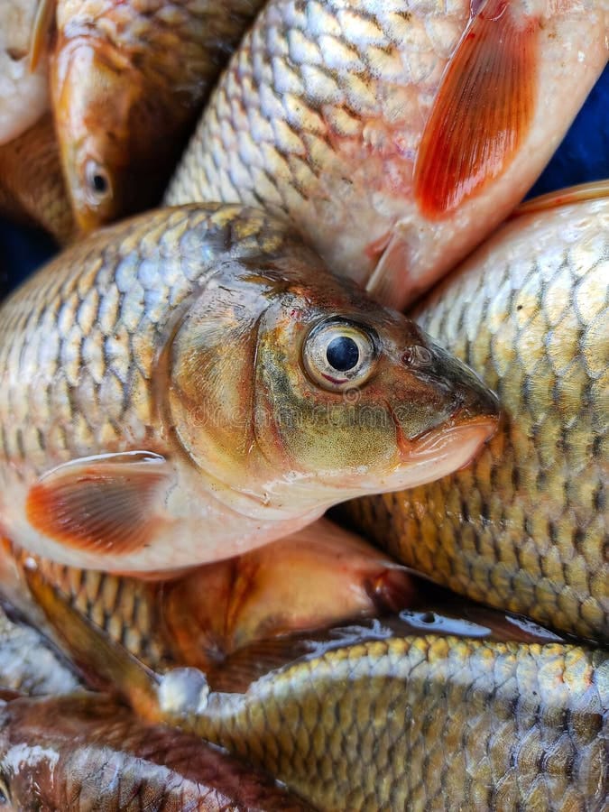 FISH (ಮೀನು)