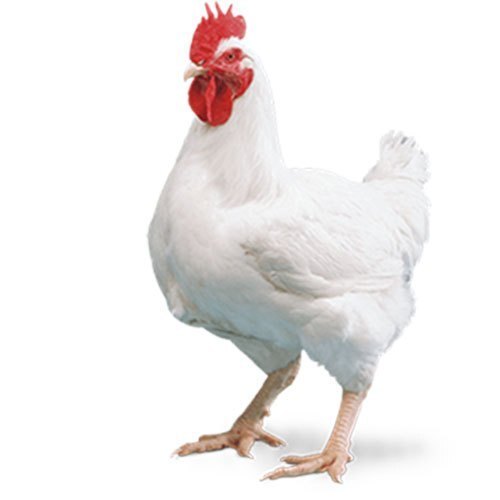 ಫಾರ್ಮ್ ಕೋಳಿ - ಫಾರ್ಮ್ ಚಿಕನ್ (ರೆಗ್ಯುಲರ್)