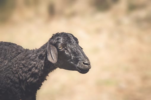ಕುರಿ ಮಾಂಸ