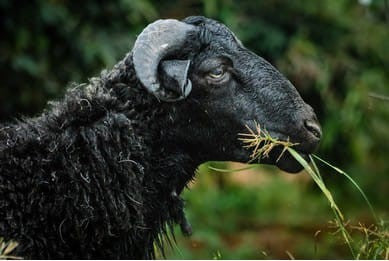 ಕುರಿ ಮಾಂಸ