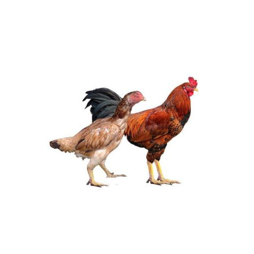 ನಾಟಿ ಕೋಳಿ (Country Chicken)