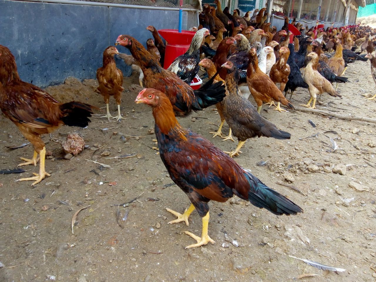 ನಾಟಿ ಕೋಳಿ (Country Chicken)