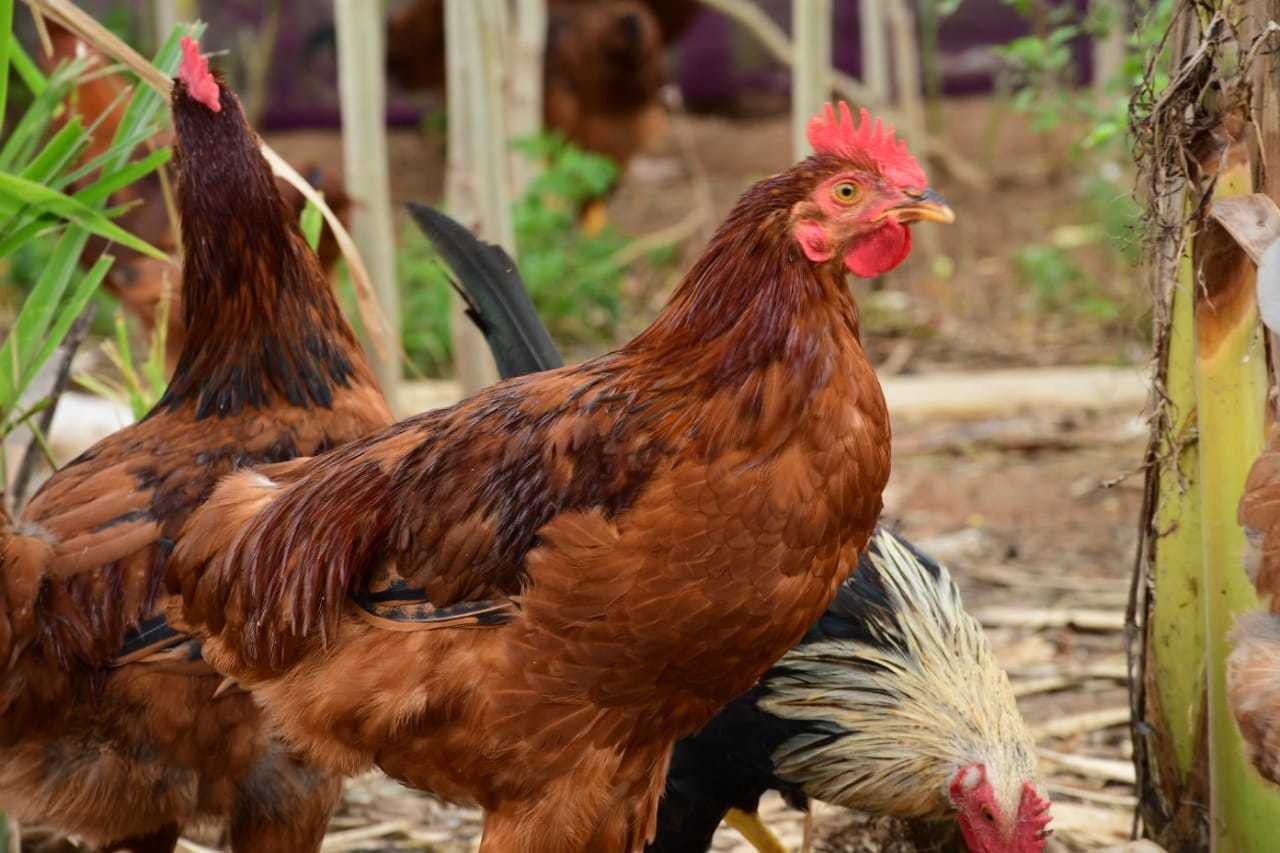 ನಾಟಿ ಕೋಳಿ (Country Chicken)